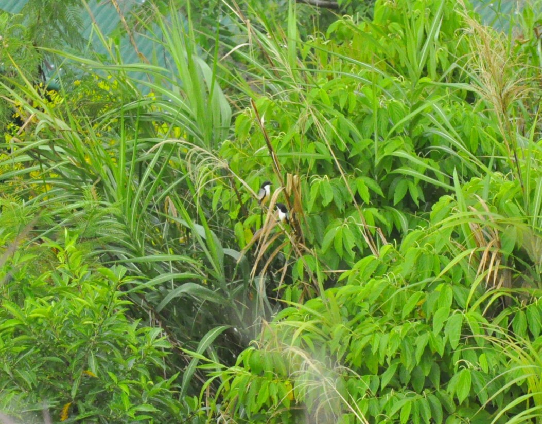 Long-tailed Shrike - Romualdo Calbes