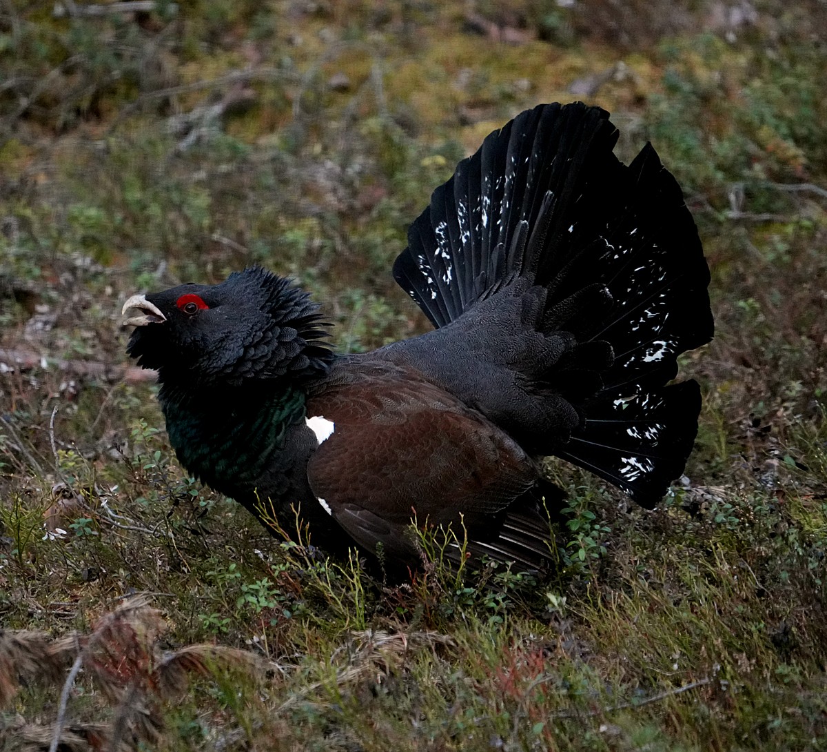 Western Capercaillie - ML620786298