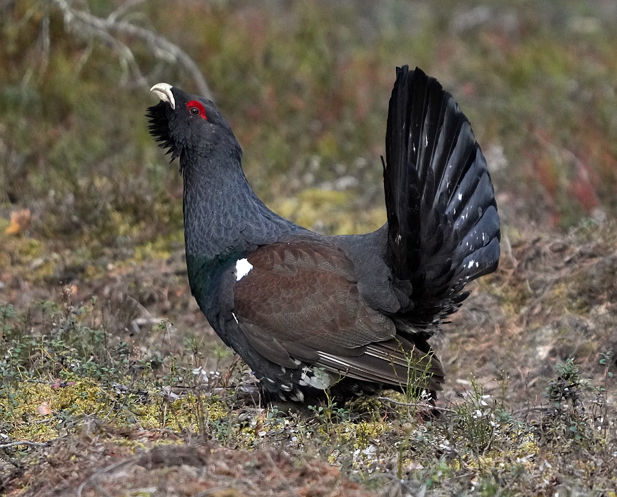 Western Capercaillie - ML620786299