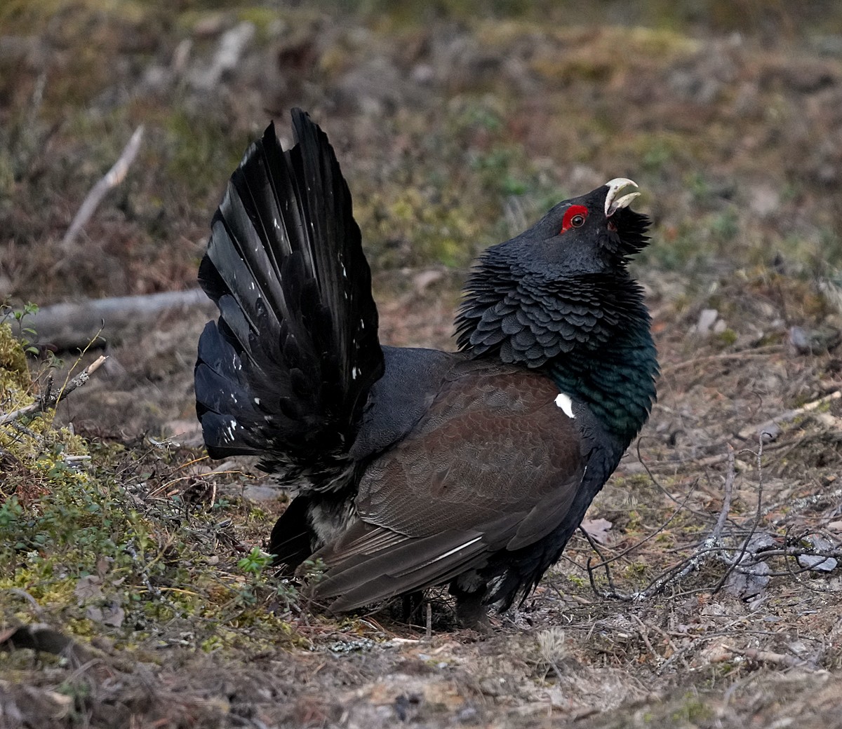 Western Capercaillie - ML620786300