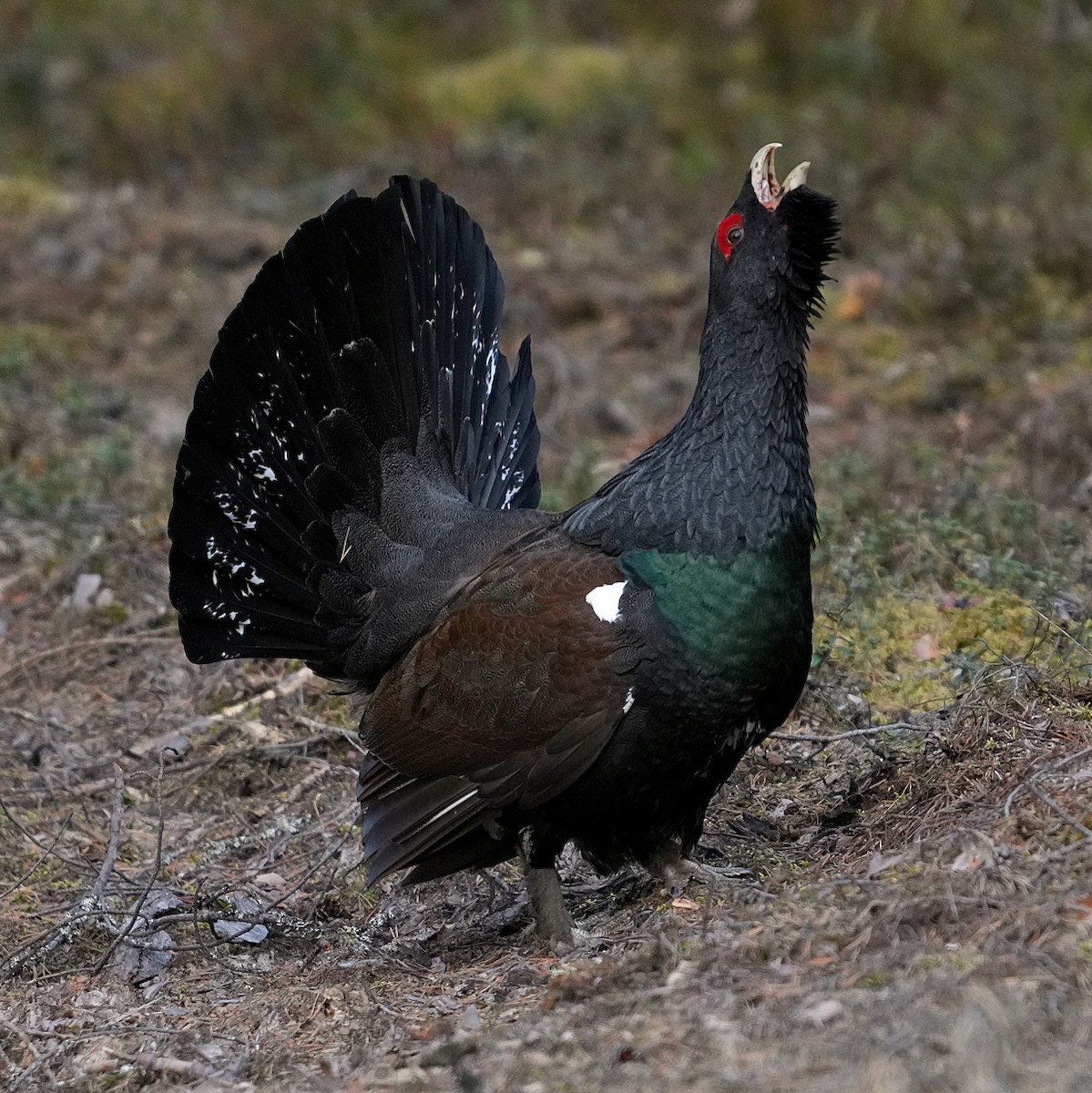 Western Capercaillie - ML620786302