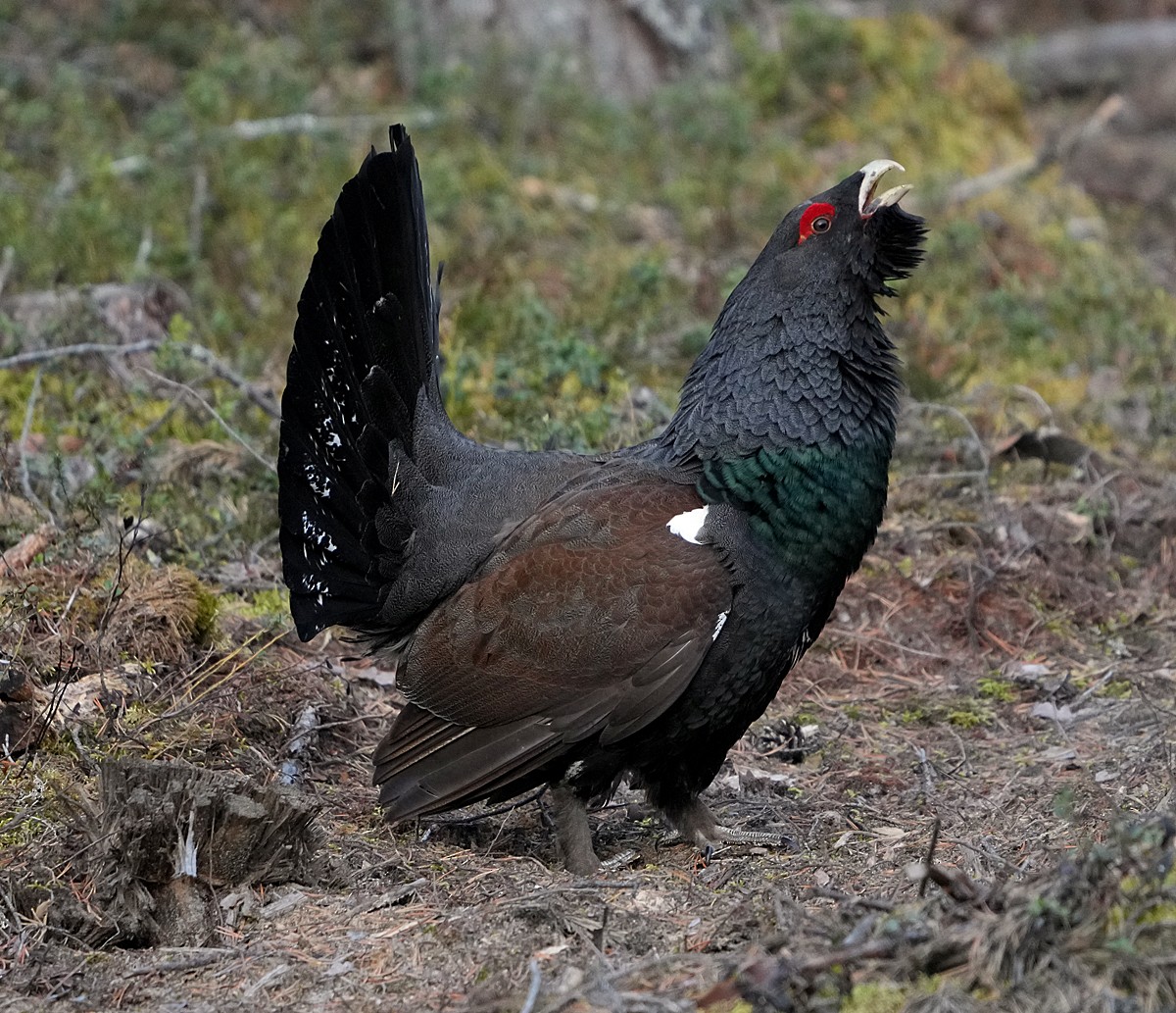 Western Capercaillie - ML620786303