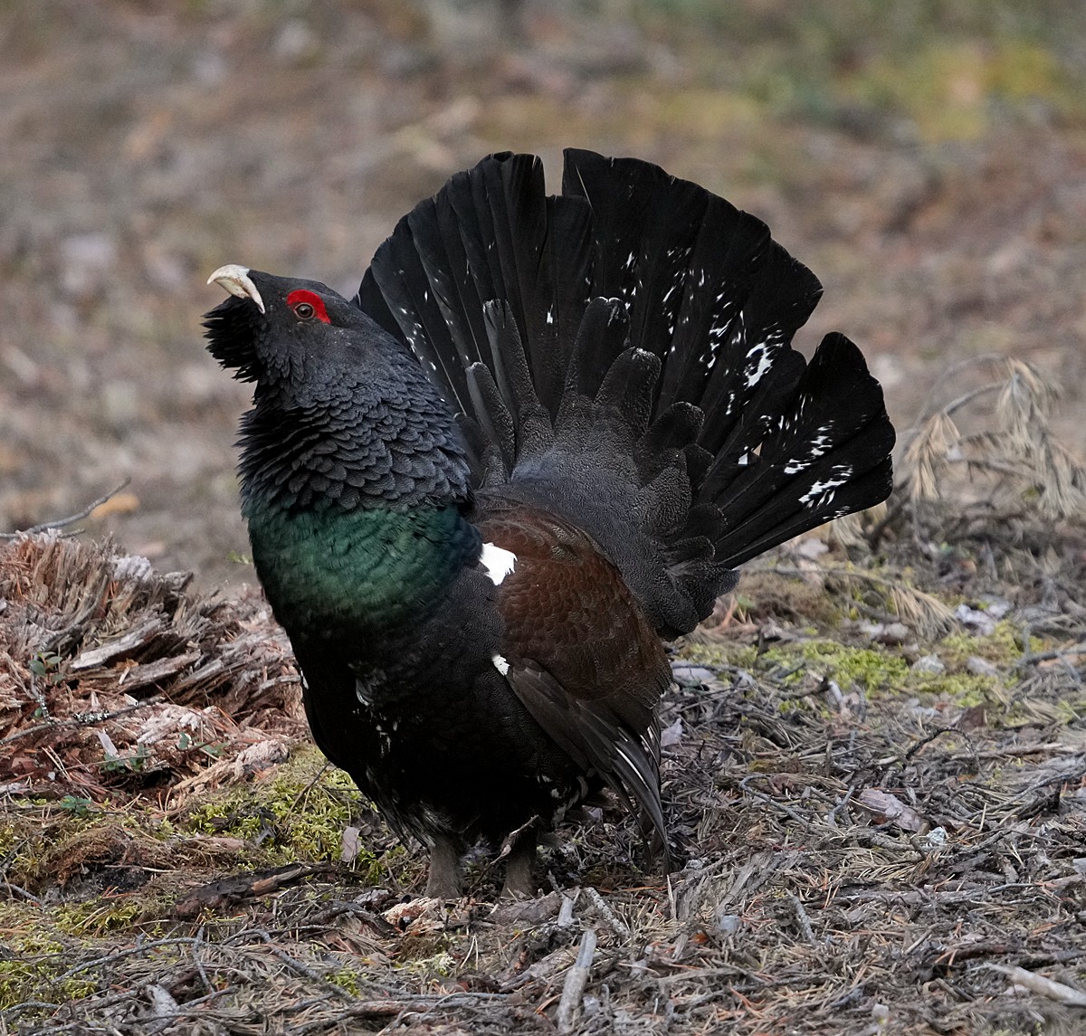 Western Capercaillie - ML620786304