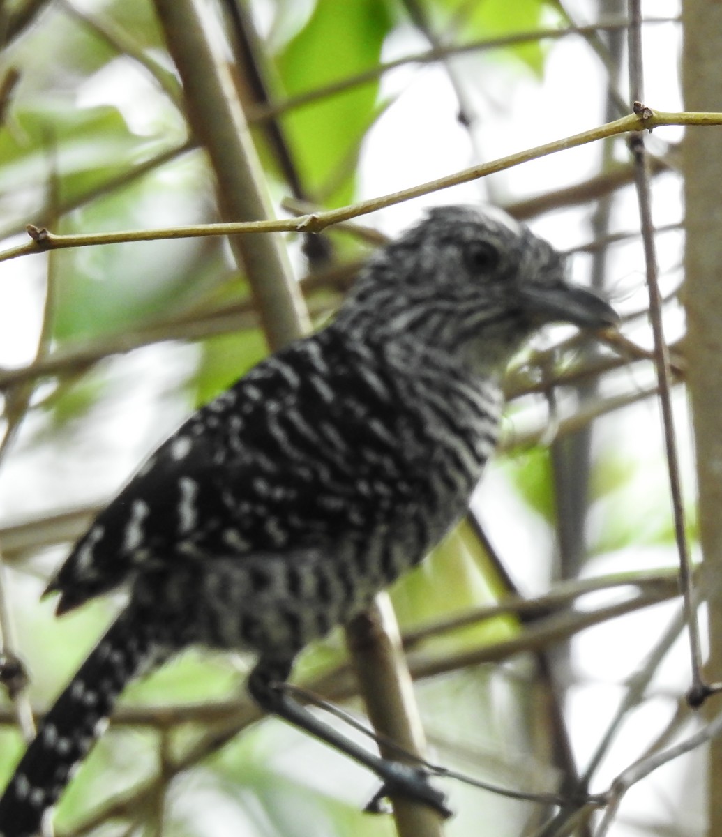 Barred Antshrike - ML620786306