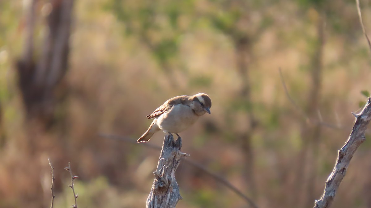 Yellow-throated Bush Sparrow - ML620786307