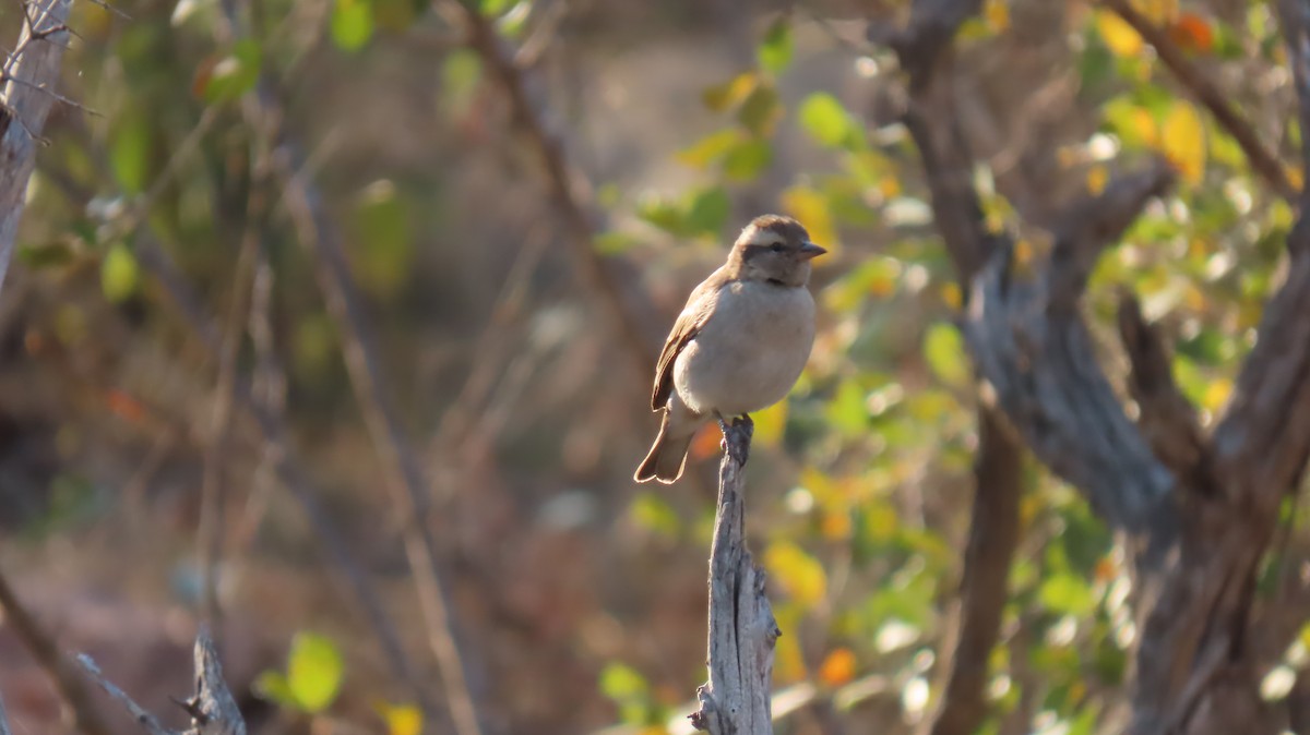 Yellow-throated Bush Sparrow - ML620786308