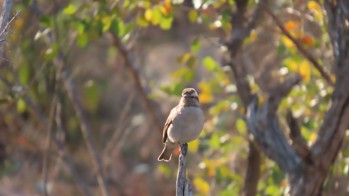 Yellow-throated Bush Sparrow - ML620786309