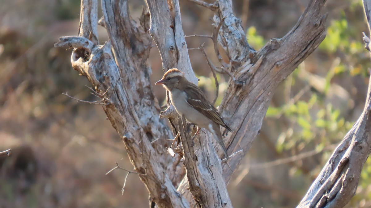 Yellow-throated Bush Sparrow - ML620786310