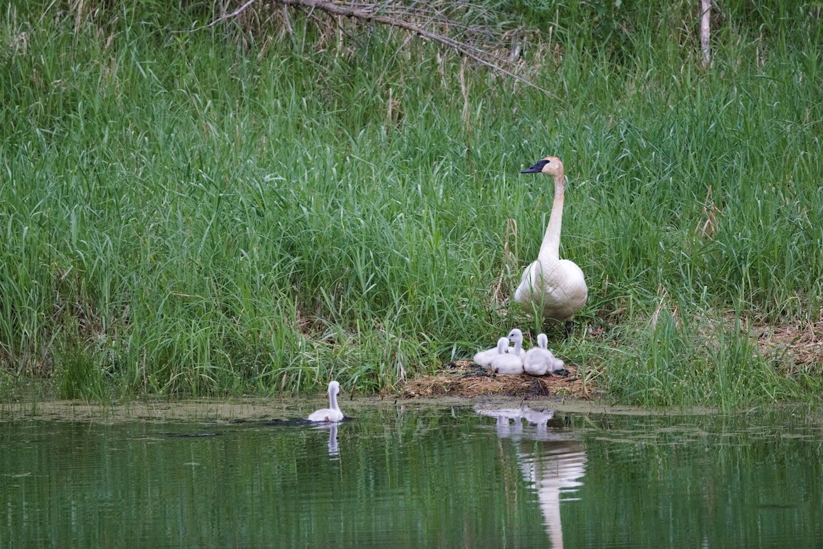 Trumpeter Swan - ML620786312