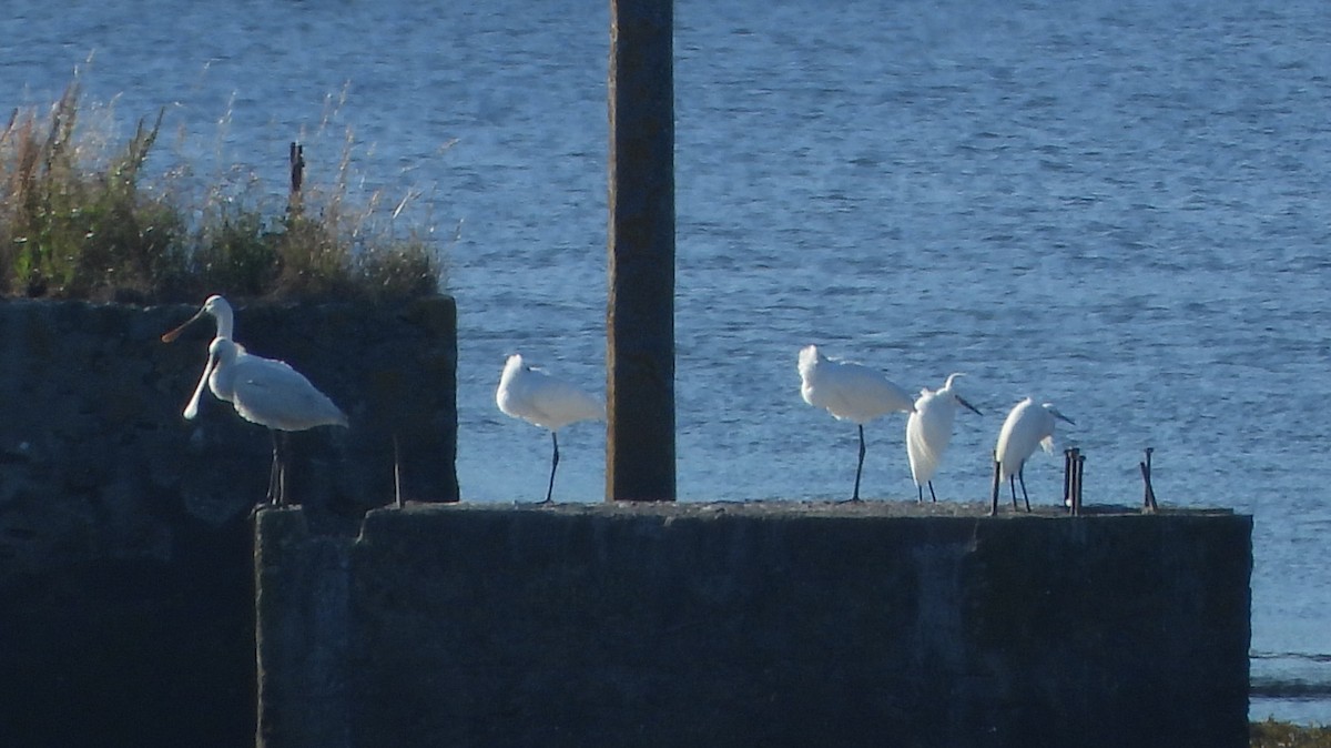 Eurasian Spoonbill - ML620786313