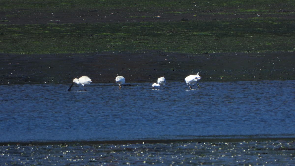 Eurasian Spoonbill - ML620786314