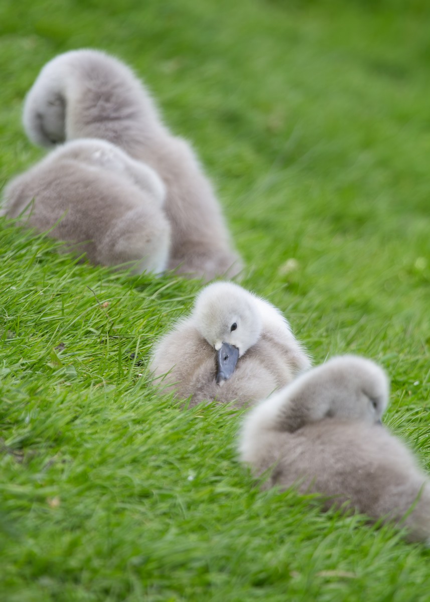 Mute Swan - ML620786320