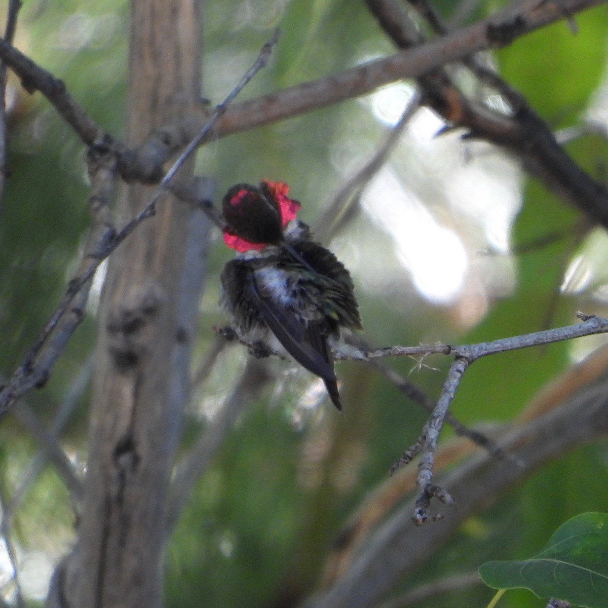 Anna's Hummingbird - ML620786326