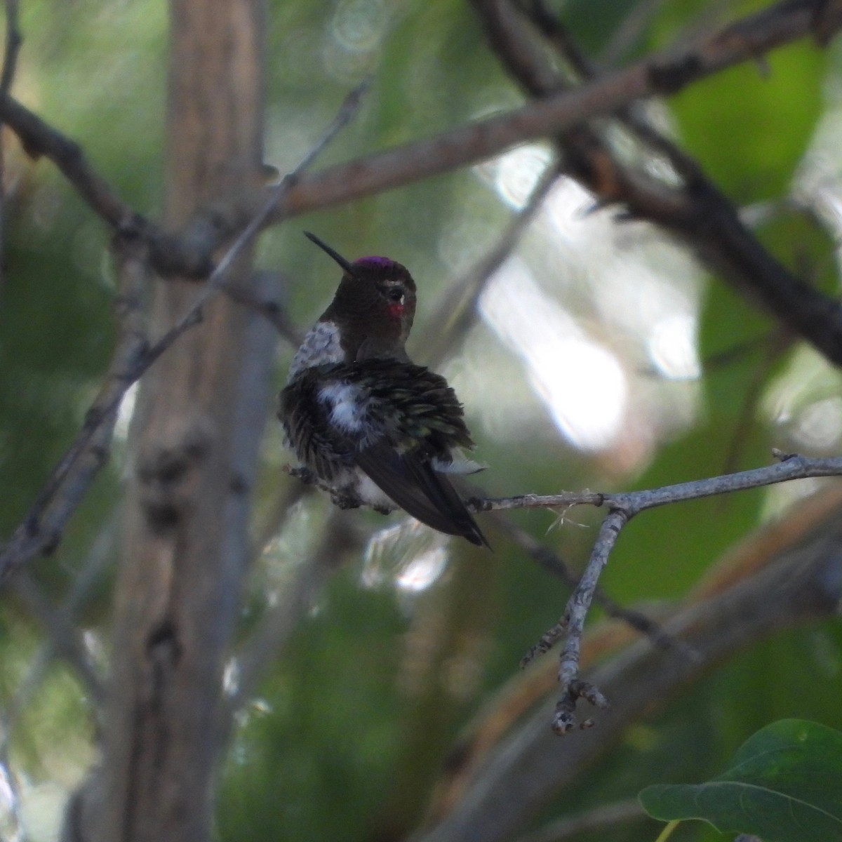 Anna's Hummingbird - ML620786327