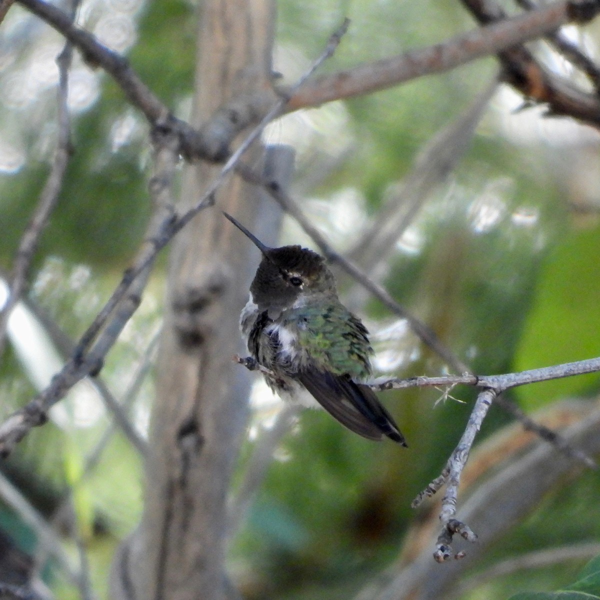 Anna's Hummingbird - ML620786328