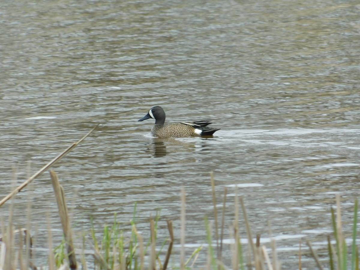 Blue-winged Teal - ML620786352