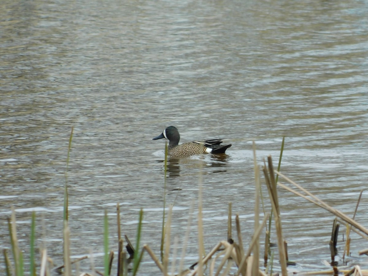 Blue-winged Teal - ML620786353