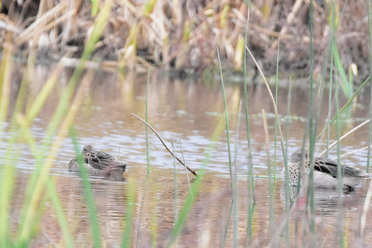 Yellow-billed Teal - ML620786383