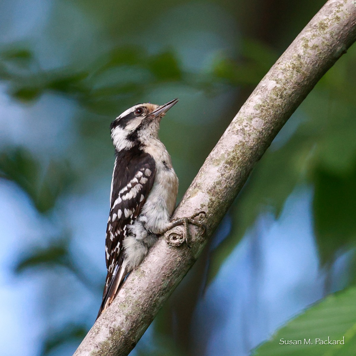 Downy Woodpecker - ML620786389