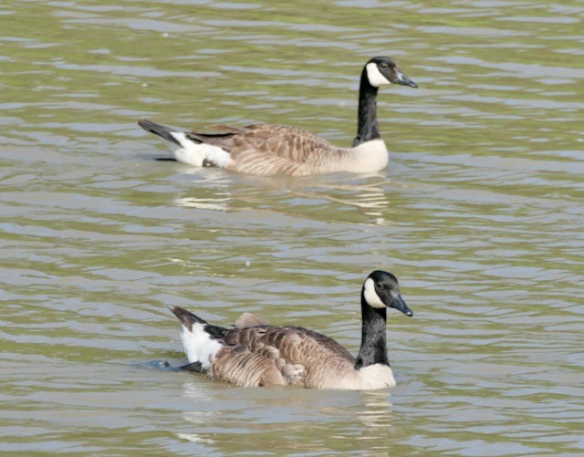 Canada Goose - ML620786391