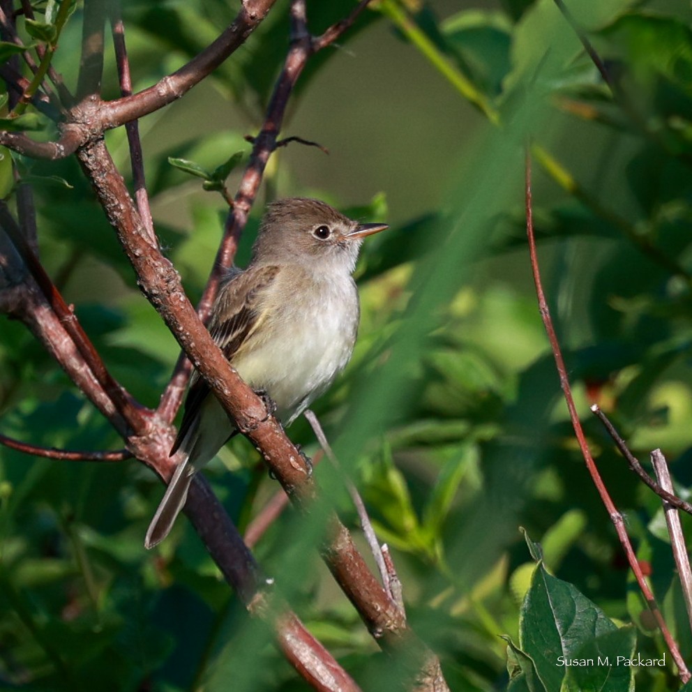 Willow Flycatcher - ML620786395