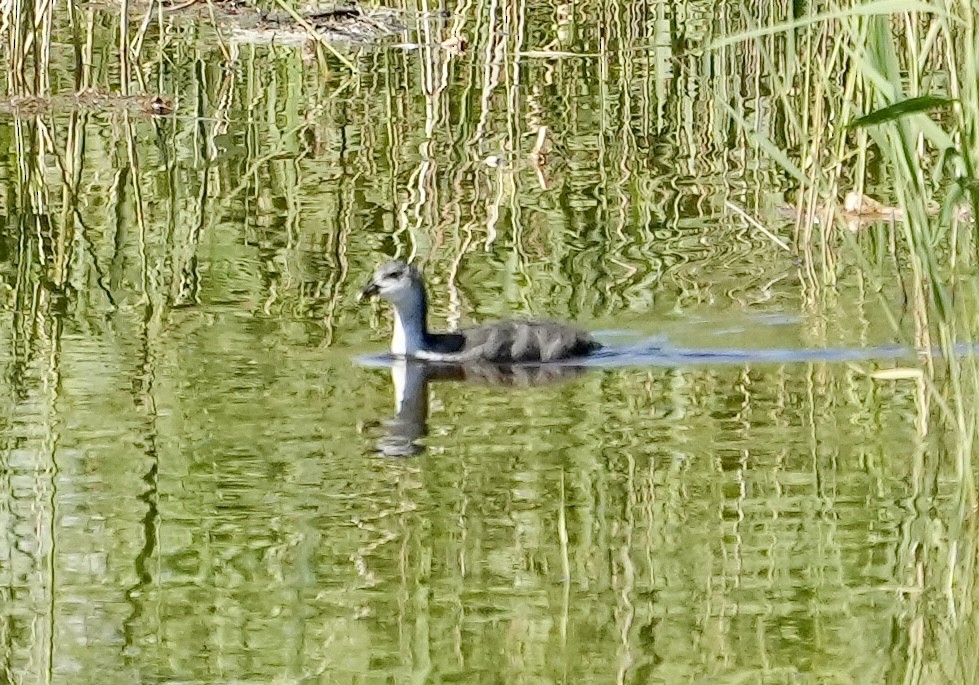 Eurasian Coot - ML620786397