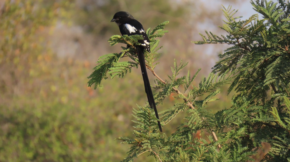 Magpie Shrike - ML620786404