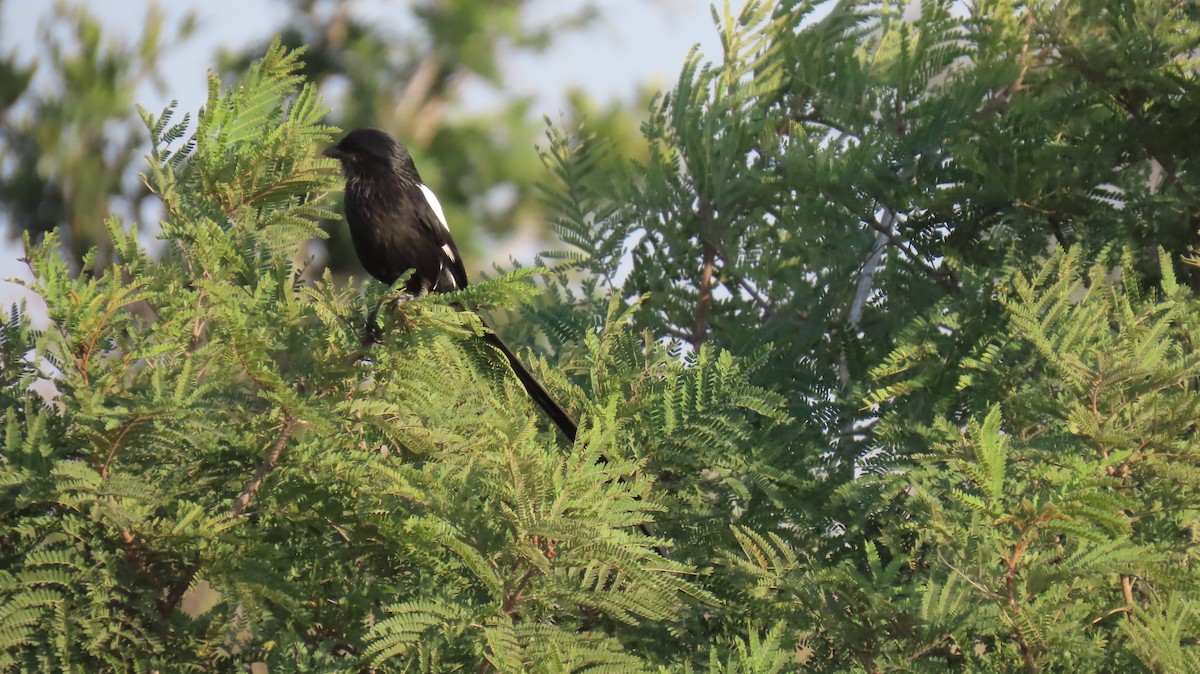 Magpie Shrike - ML620786405