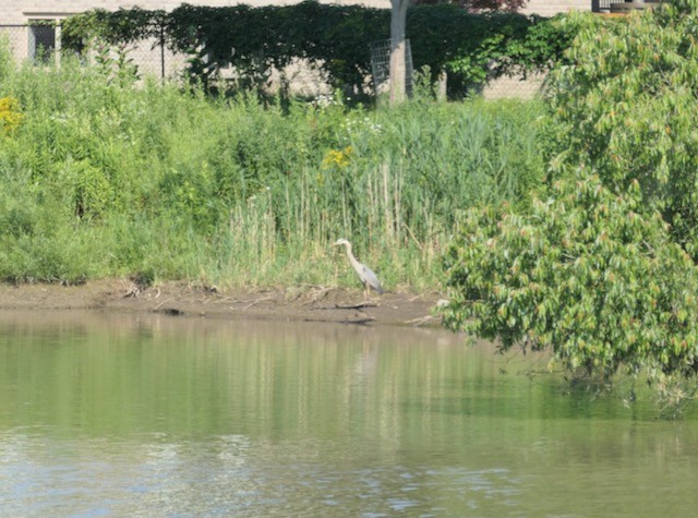 Great Blue Heron - ML620786406