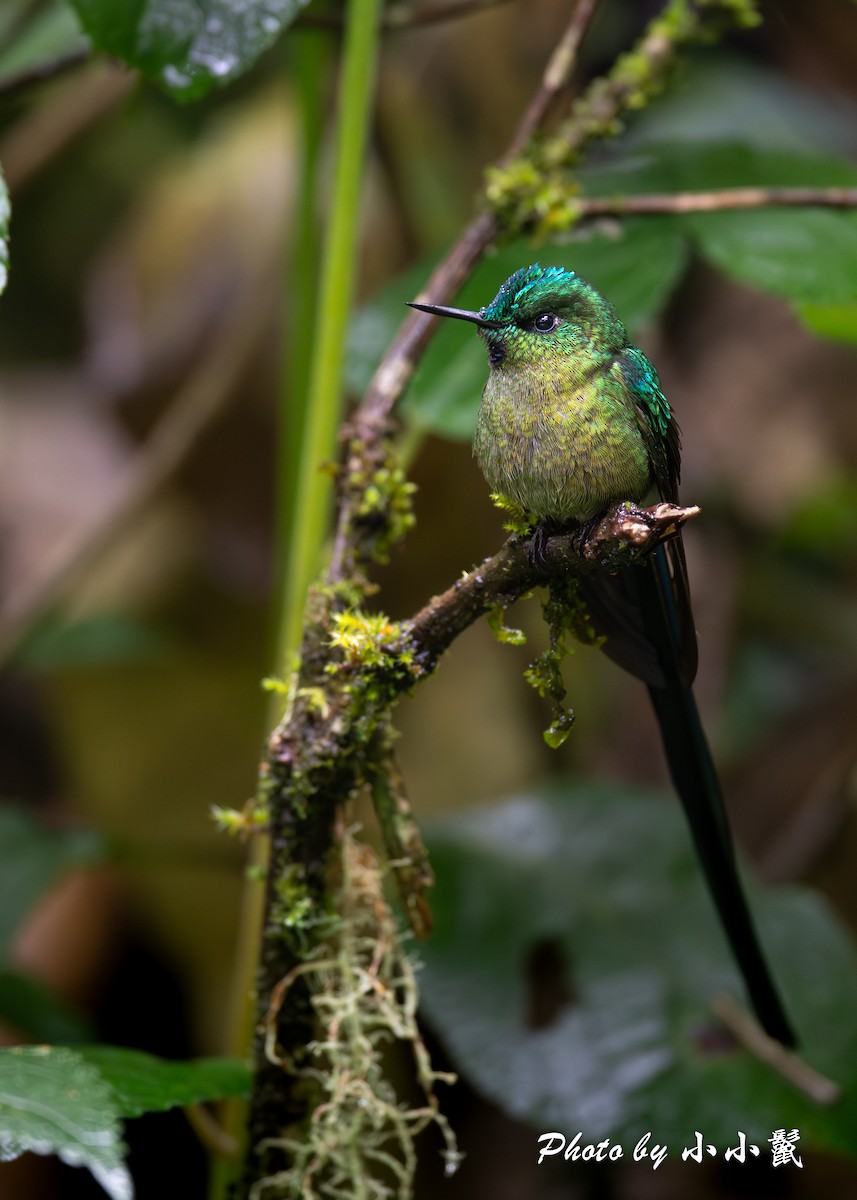 Long-tailed Sylph - ML620786407