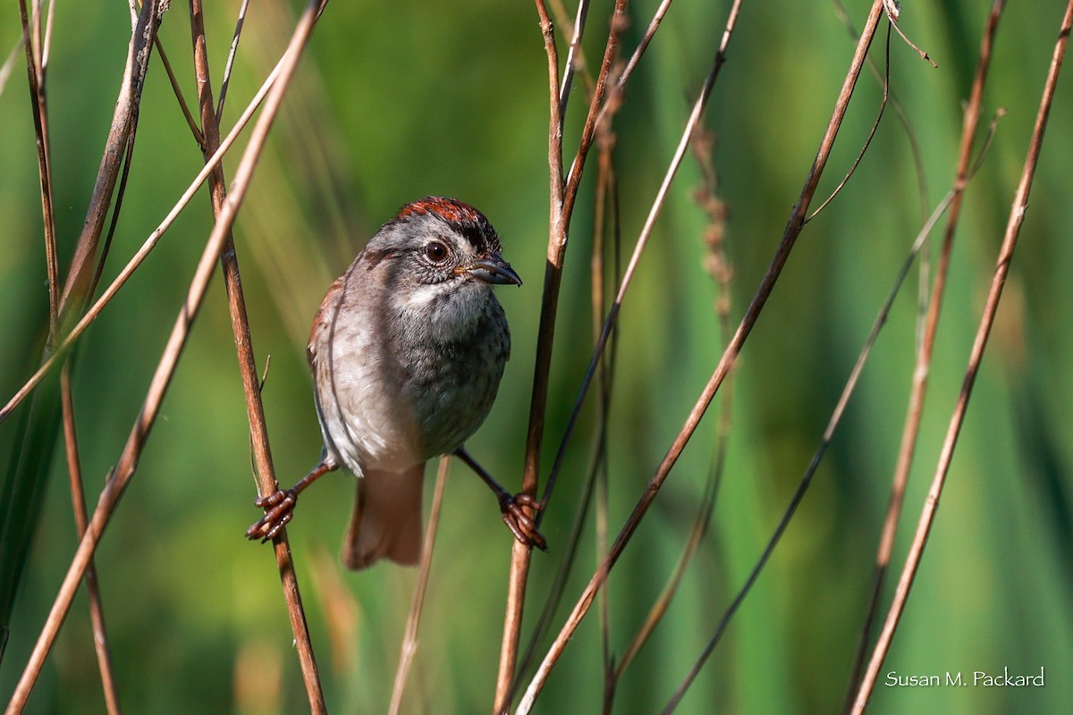 Swamp Sparrow - ML620786409