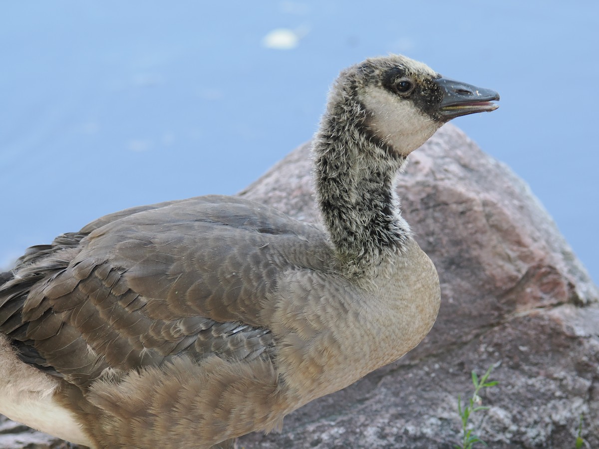 Canada Goose - ML620786410