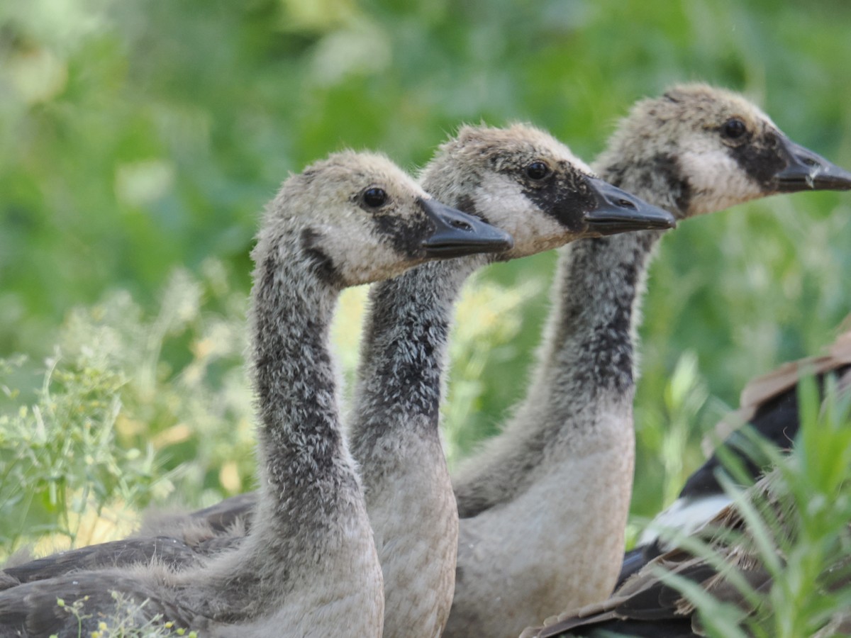 Canada Goose - ML620786411