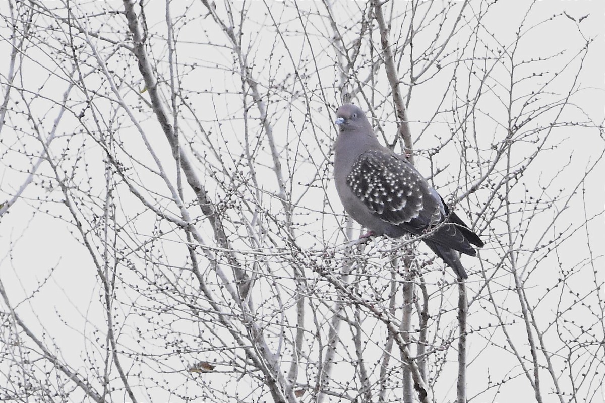 Spot-winged Pigeon - ML620786412
