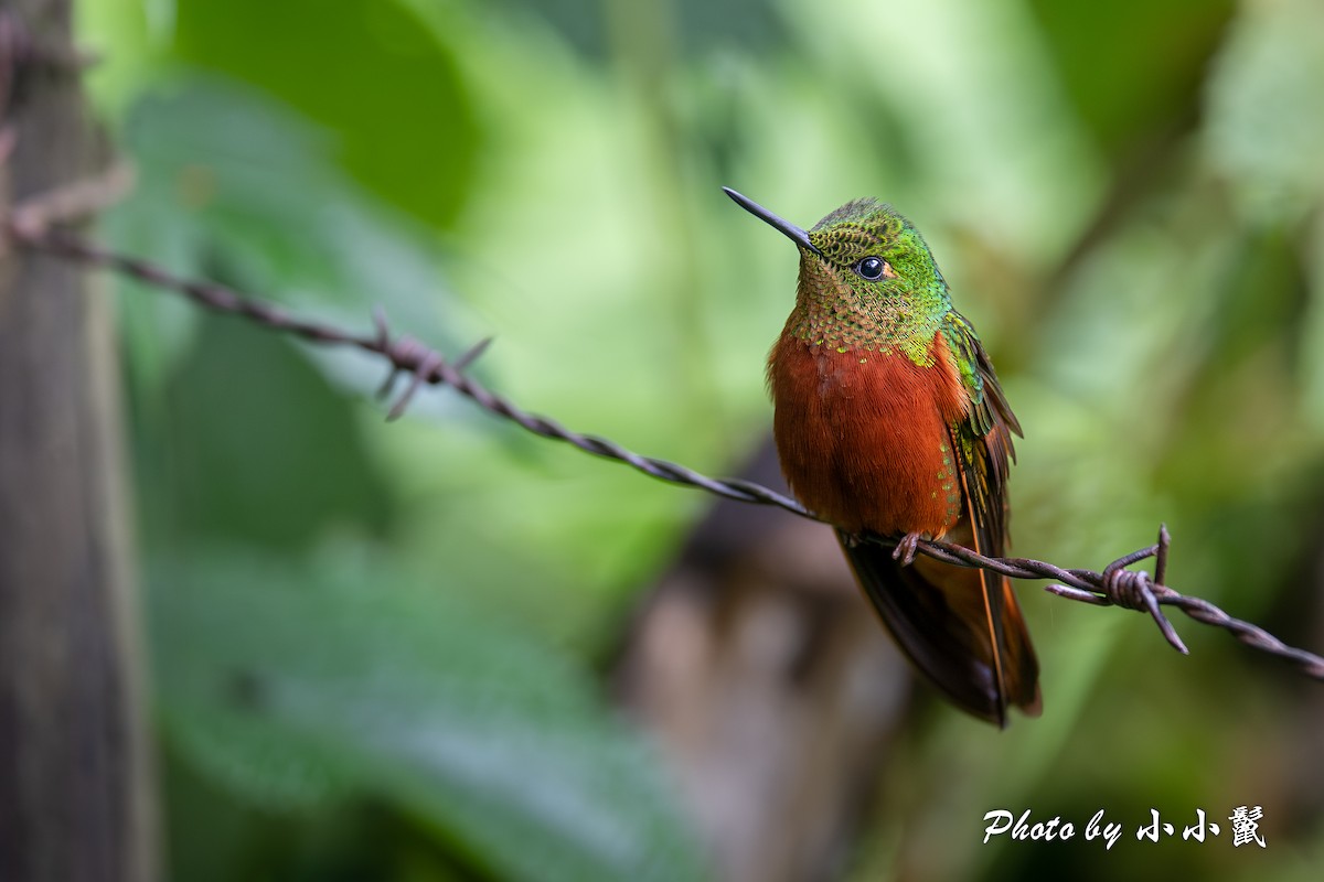 Chestnut-breasted Coronet - Hanyang Ye