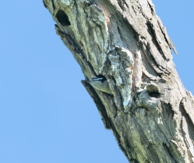 Downy Woodpecker - ML620786420