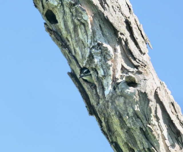 Downy Woodpecker - ML620786421