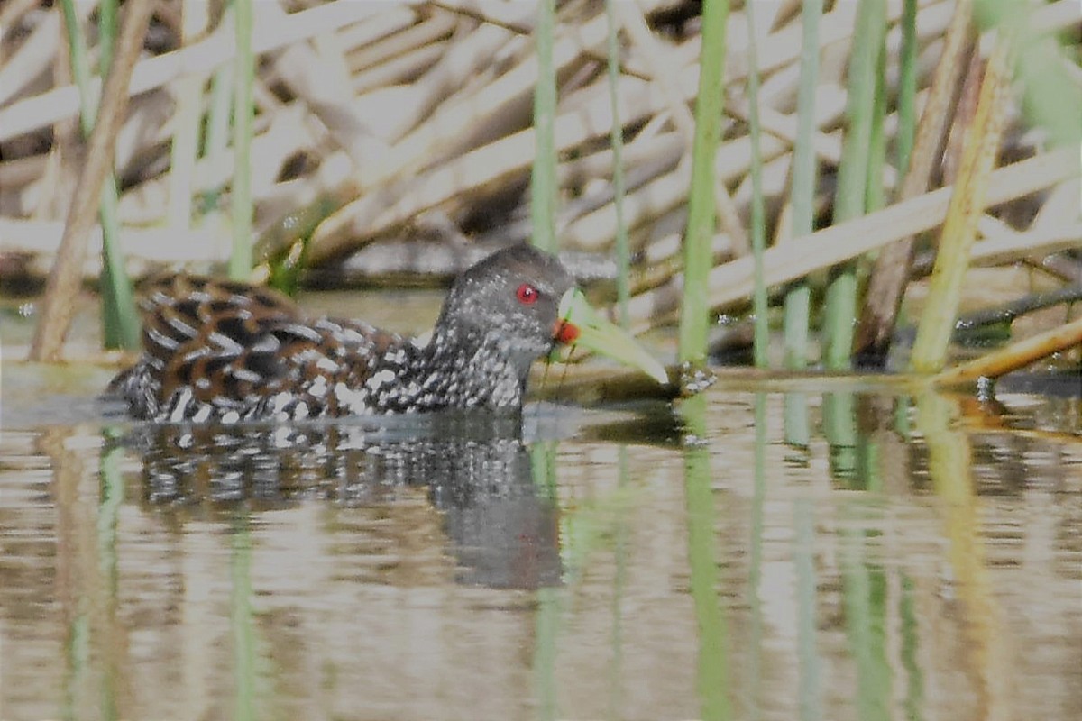 Spotted Rail - ML620786424