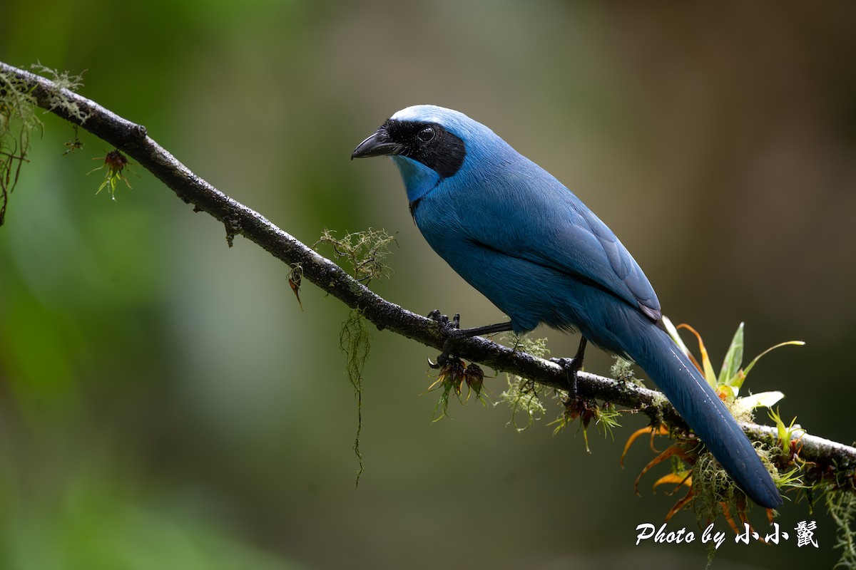 Turquoise Jay - ML620786432