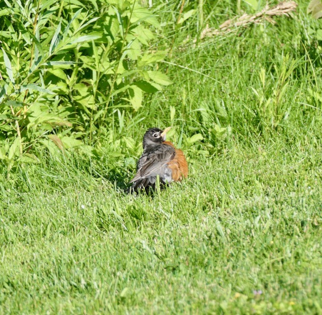 American Robin - ML620786433