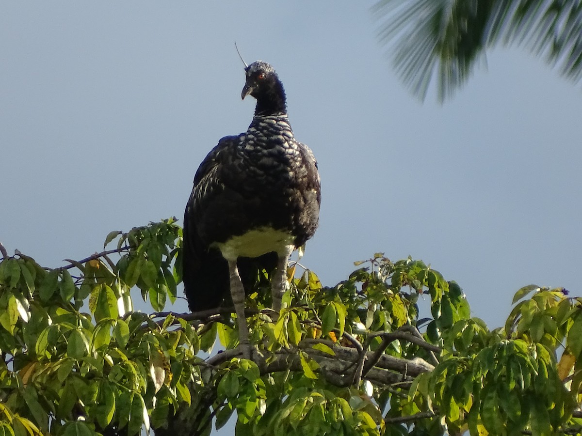 Horned Screamer - ML620786435