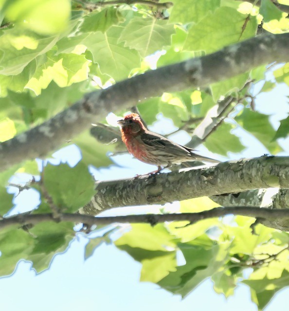 House Finch - ML620786442