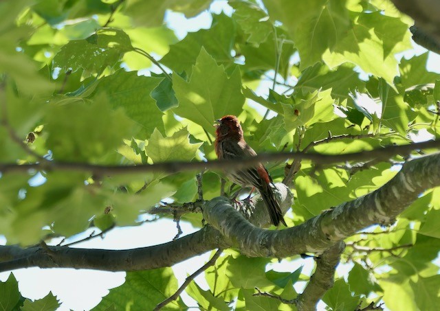 House Finch - ML620786443