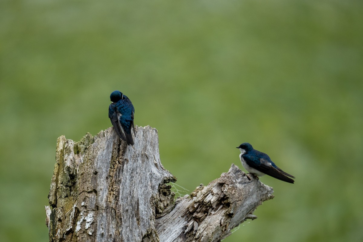 Tree Swallow - Hannes Breuninger