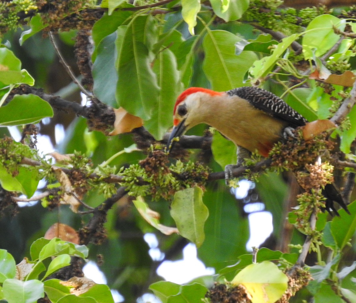 Yucatan Woodpecker - ML620786446
