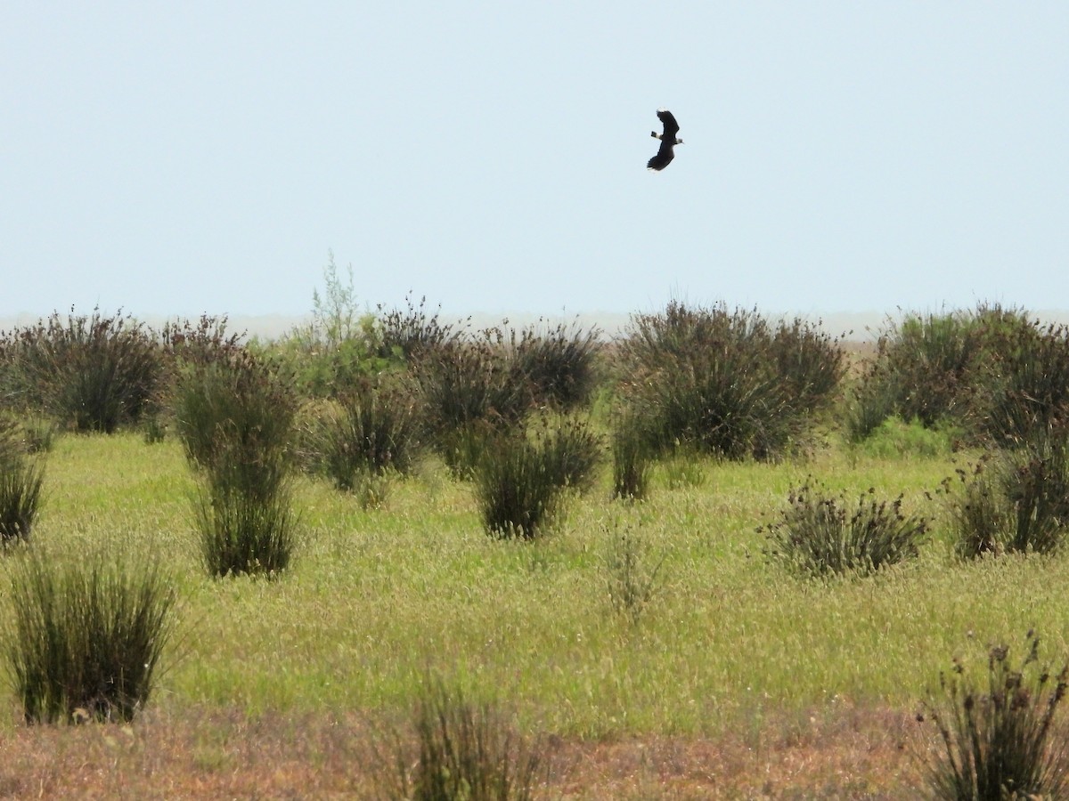 Northern Lapwing - ML620786447