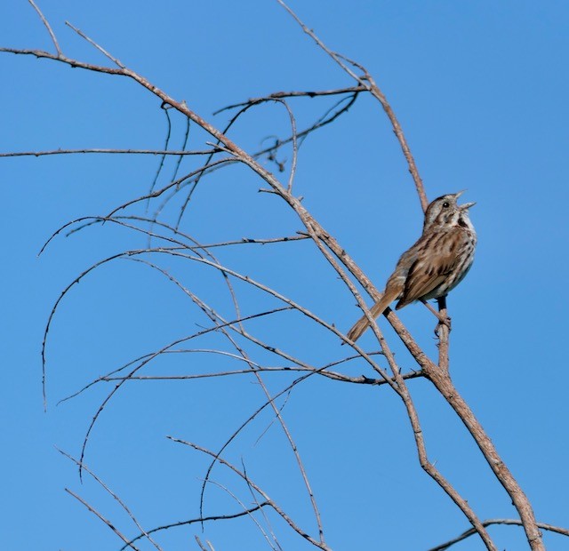 Song Sparrow - ML620786454