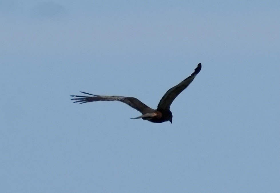 Western Marsh Harrier - ML620786458