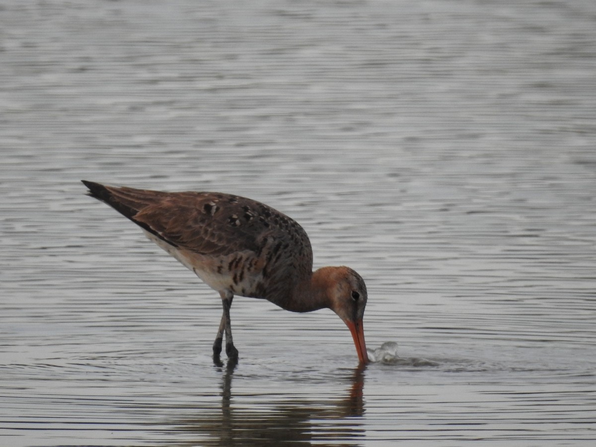 Black-tailed Godwit - ML620786459