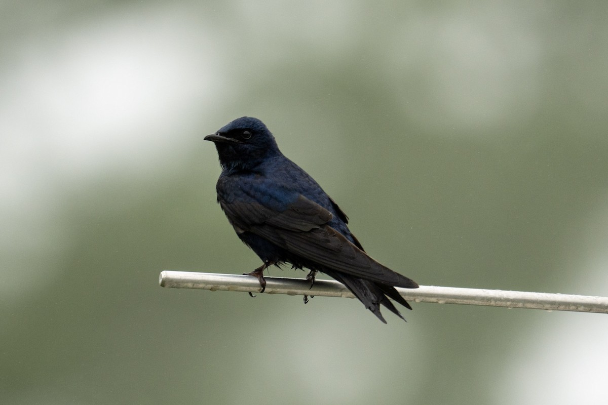 Purple Martin - ML620786462